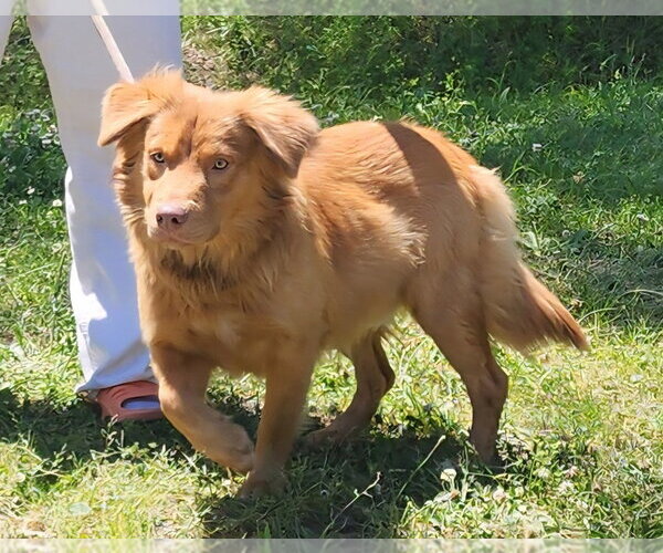 Medium Photo #2 Australian Retriever Puppy For Sale in Wetumpka, AL, USA