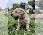 Small Photo #5 Golden Retriever Puppy For Sale in DALLAS, TX, USA