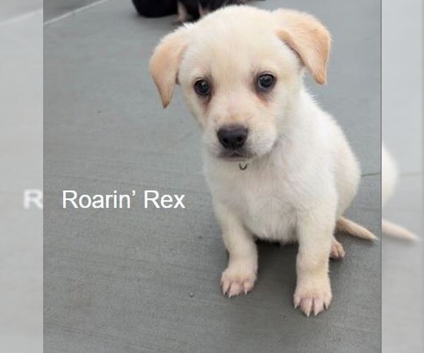 Medium Photo #1 Labrador Retriever-Unknown Mix Puppy For Sale in Sandy, UT, USA