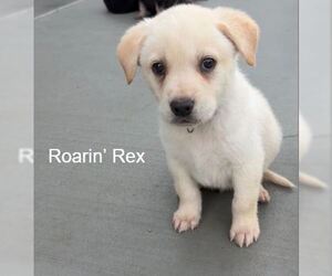 Labrador Retriever-Unknown Mix Dogs for adoption in Sandy, UT, USA