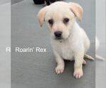 Small Labrador Retriever Mix