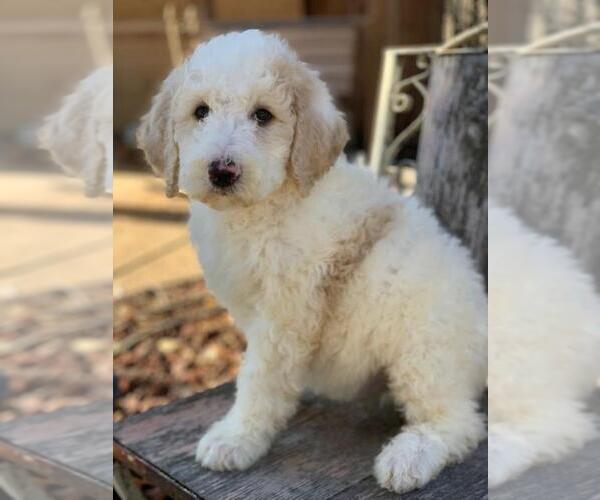 Medium Photo #3 Poodle (Standard) Puppy For Sale in MOUNTAIN VIEW, AR, USA
