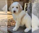 Small Photo #3 Poodle (Standard) Puppy For Sale in MOUNTAIN VIEW, AR, USA