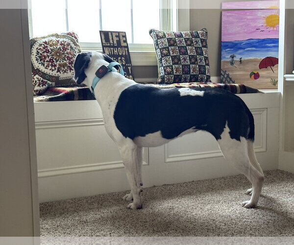 Medium Photo #7 Mutt Puppy For Sale in Harrisburg, PA, USA