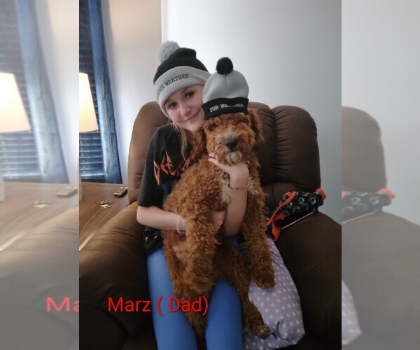 Medium Photo #1 Goldendoodle (Miniature) Puppy For Sale in GASTONIA, NC, USA