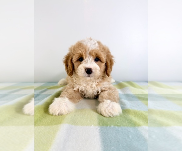 Medium Photo #4 Bernedoodle (Miniature) Puppy For Sale in GREENFIELD, IN, USA
