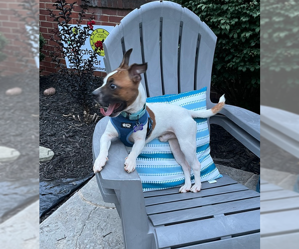 Medium Photo #9 Boston Huahua Puppy For Sale in Springdale, PA, USA
