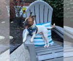 Small #8 Boston Huahua