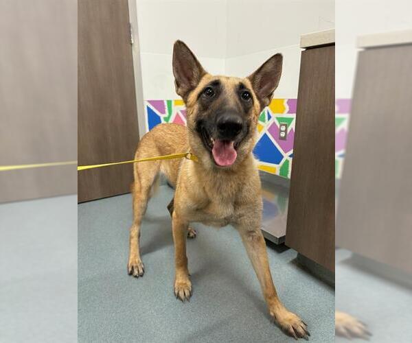 Medium Photo #1 German Shepherd Dog Puppy For Sale in Baytown, TX, USA