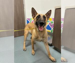 German Shepherd Dog Dogs for adoption in Baytown, TX, USA