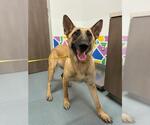 Small German Shepherd Dog