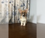 Small #26 Pembroke Welsh Corgi