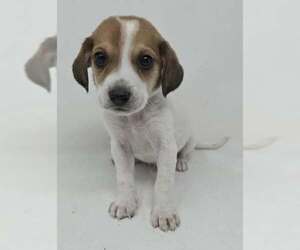 Labrador Retriever-Unknown Mix Dogs for adoption in Brewster, NY, USA