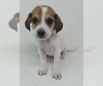 Small Labrador Retriever Mix