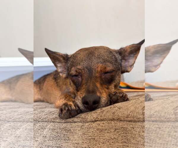 Medium Photo #3 Chihuahua-Unknown Mix Puppy For Sale in Visalia, CA, USA