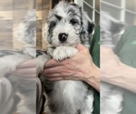 Small Photo #7 Bernedoodle-Sheepadoodle Mix Puppy For Sale in WOODSIDE, NY, USA