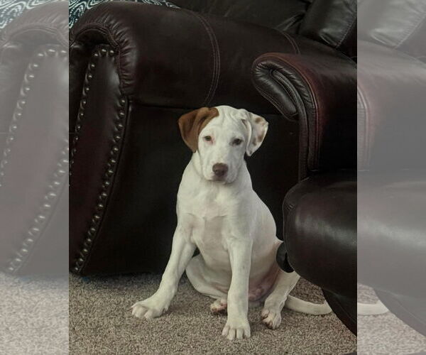 Medium Photo #20 Bullboxer Pit Puppy For Sale in Germantown, OH, USA