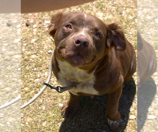 Medium Photo #4 American Staffordshire Terrier-Spaniel Mix Puppy For Sale in Jackson, MS, USA