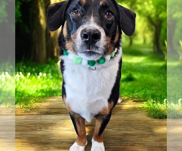 Medium Photo #6 Mutt Puppy For Sale in Fargo, ND, USA