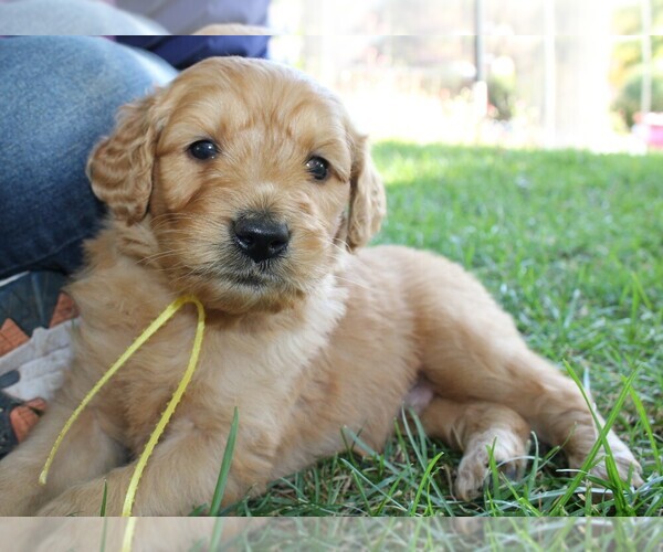 Medium Photo #1 Goldendoodle Puppy For Sale in PLACERVILLE, CA, USA
