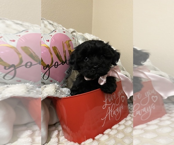 Medium Photo #1 Shorkie Tzu Puppy For Sale in ORCHARDS, WA, USA