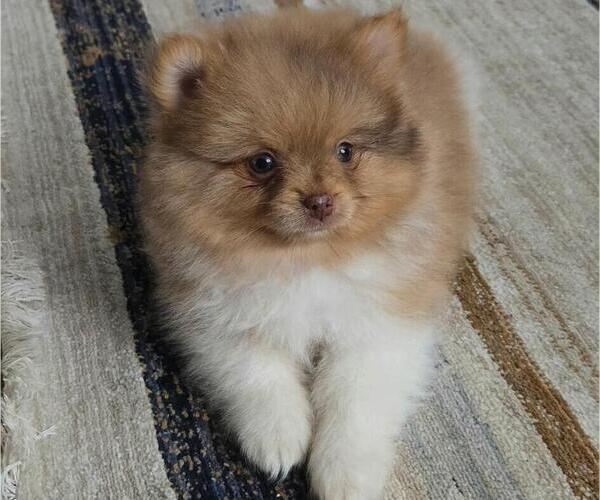 Medium Photo #1 Pomeranian Puppy For Sale in ORRVILLE, OH, USA