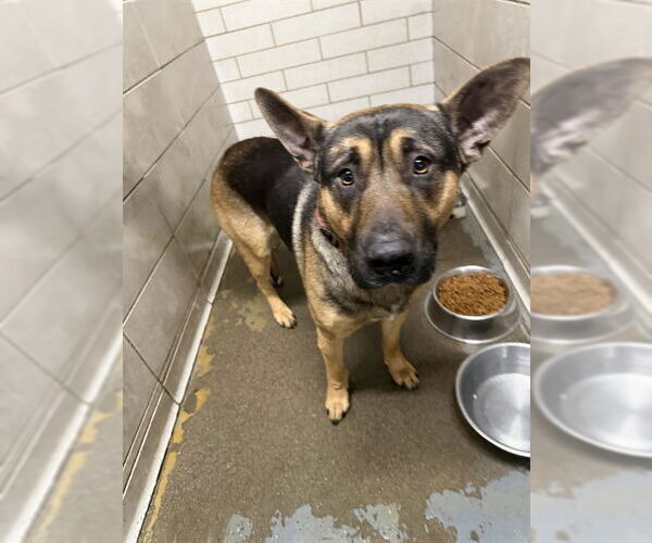 Medium Photo #1 German Shepherd Dog Puppy For Sale in Stockton, CA, USA