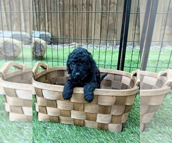 Medium Photo #26 Goldendoodle (Miniature) Puppy For Sale in HALTOM CITY, TX, USA