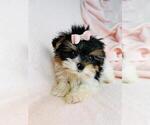 Small #16 Yorkshire Terrier