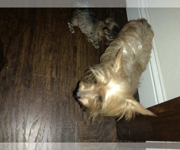 Medium Photo #1 Yorkshire Terrier Puppy For Sale in FOREST HILL, TX, USA
