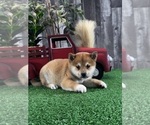 Small #4 Shiba Inu
