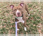 Small #1 American Pit Bull Terrier Mix