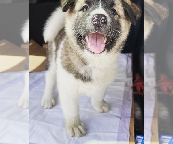 Medium Photo #7 Akita-Alusky Mix Puppy For Sale in SAN JACINTO, CA, USA
