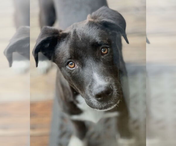 Medium Photo #4 Labrador Retriever-Unknown Mix Puppy For Sale in Dana Point, CA, USA
