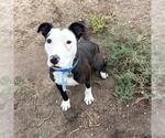 SPOOKY - Male Mutt Dog for Adoption - Small photo