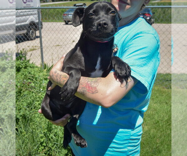 Medium Photo #2 Boglen Terrier Puppy For Sale in Huntley, IL, USA