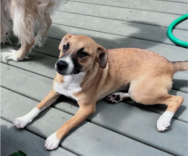 Medium Photo #7 Mutt Puppy For Sale in Thomasville, NC, USA