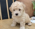 Small #7 Poovanese