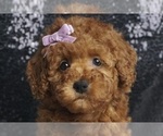 Puppy Millie AKC Poodle (Toy)