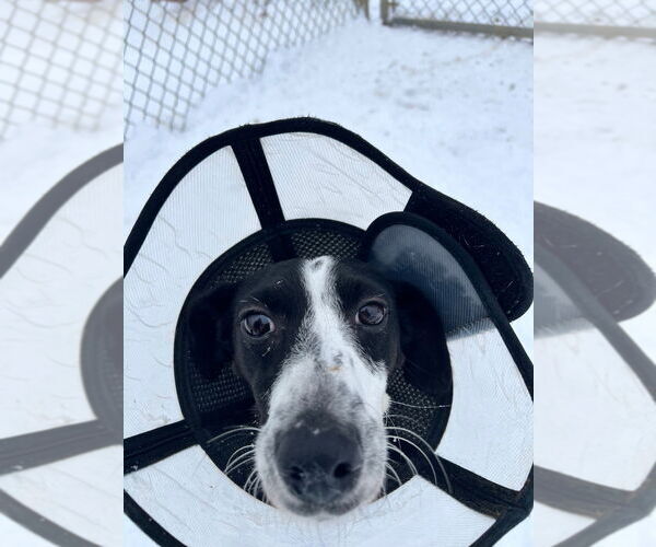 Medium Photo #4 Mutt Puppy For Sale in Pierceton , IN, USA