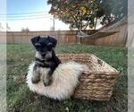 Puppy Biscuit Schnauzer (Miniature)