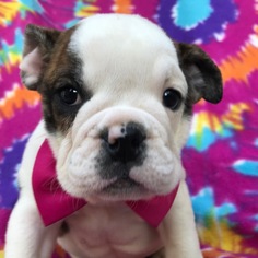 English Bulldogge Puppy for sale in QUARRYVILLE, PA, USA