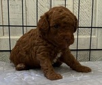 Puppy Chewie Poodle (Toy)