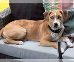 Small #30 Labrador Retriever Mix