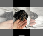 Small #2 Dachshund