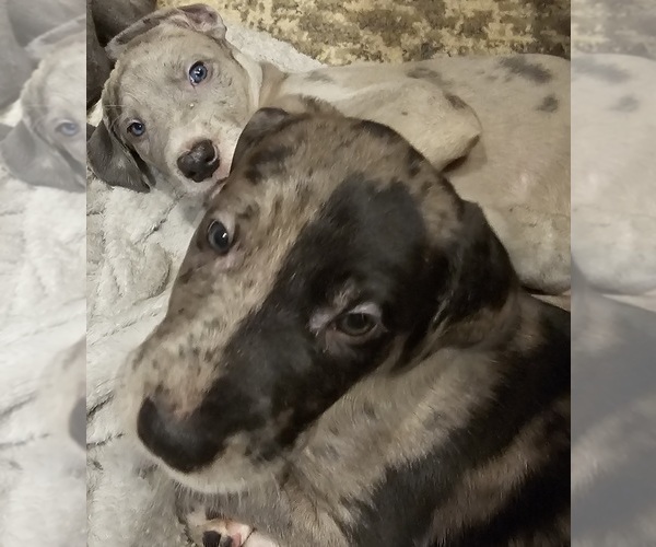 Medium Photo #2 Irish Dane Puppy For Sale in SPRINGFIELD, MO, USA