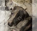 Puppy Ronin Irish Dane
