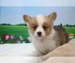 Small Photo #7 Pembroke Welsh Corgi Puppy For Sale in SAN DIEGO, CA, USA
