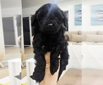 Puppy 5 Cavapoo