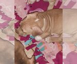 Small #21 American Pit Bull Terrier-American Staffordshire Terrier Mix